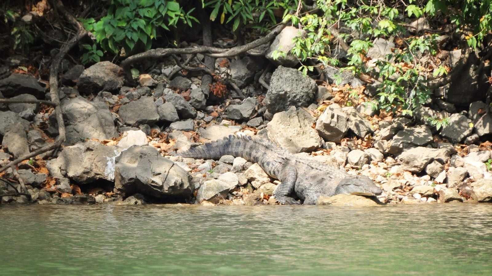 Crocodile gris, Canyon del Sumidero Crocodile gris, Canyon del Sumidero