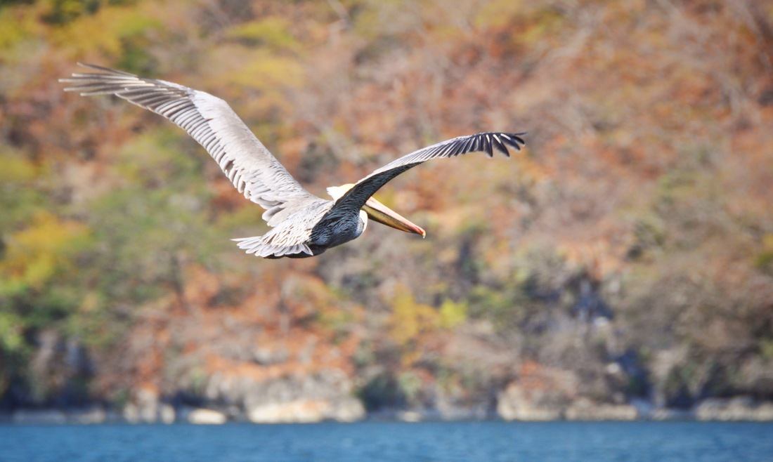 Pélican au Canyon du Sumidero