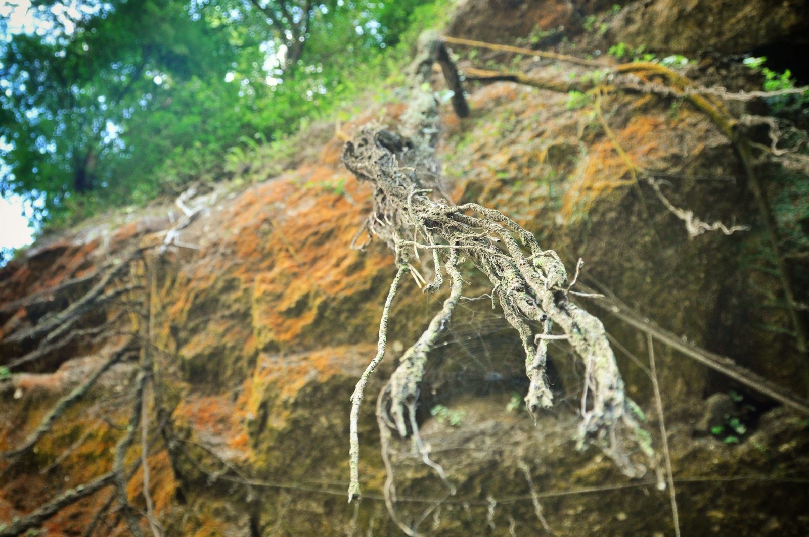 Lianes à Misol Ha, Mexique