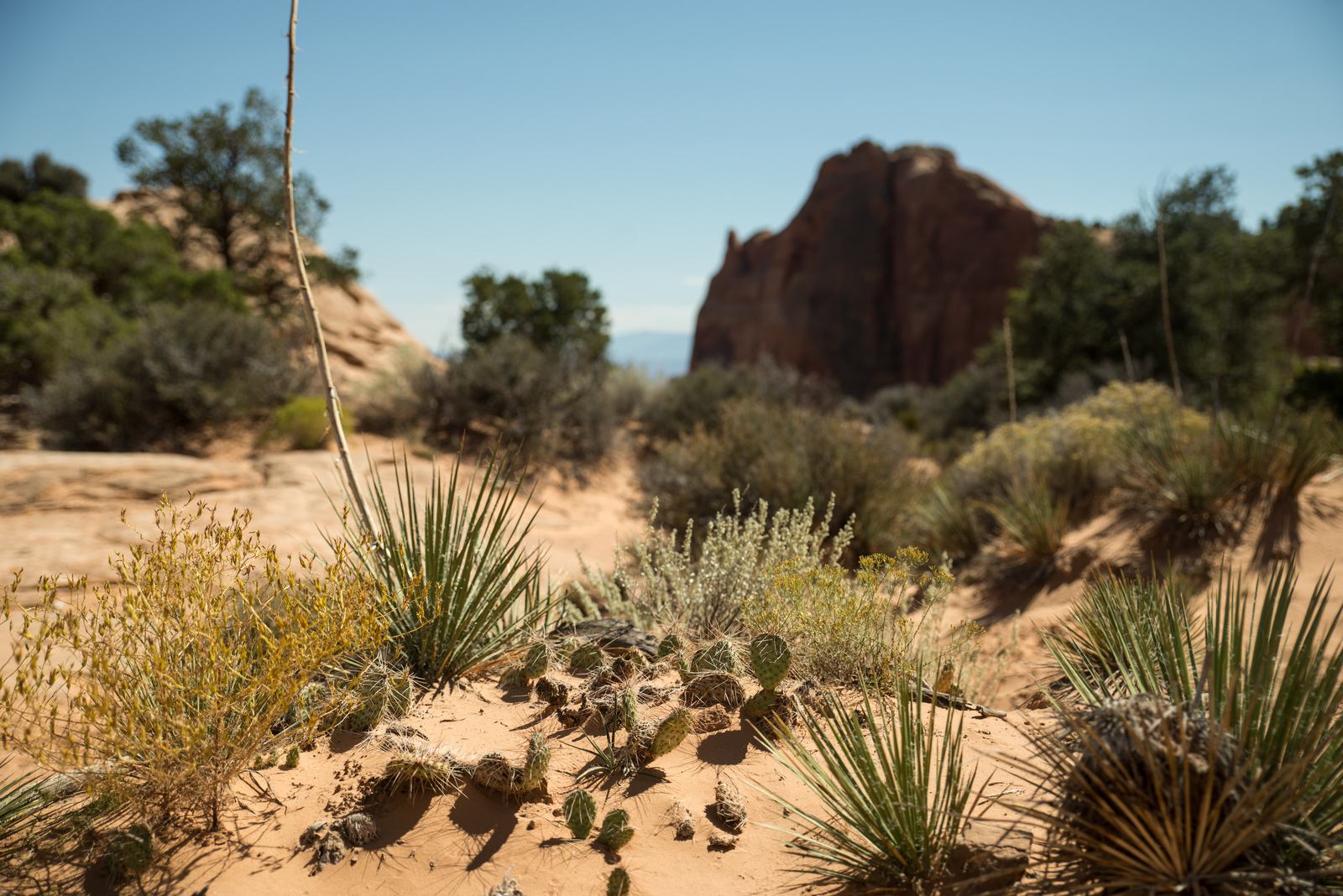 Végétation de Canyonlands et de l'Utah
