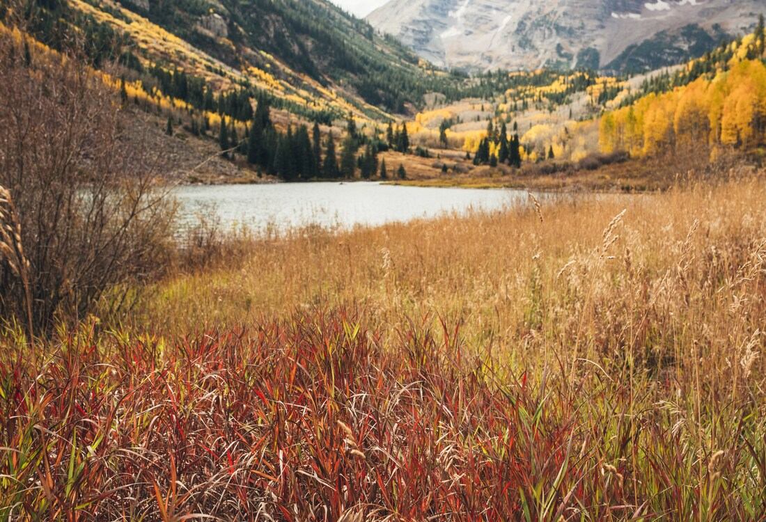 Végétation de Maroon Lake 