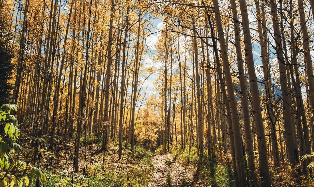L'automne au Colorado 
