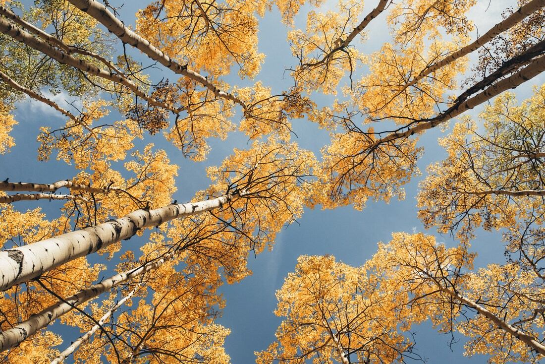 Bouleaux à l'automne 