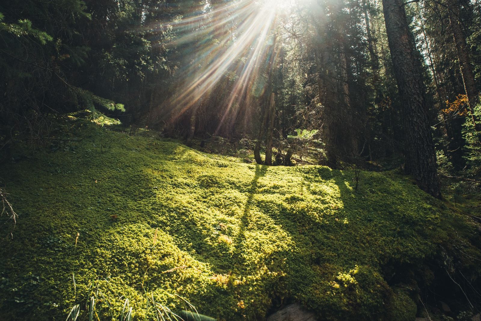 Mousse au coeur de la foret 