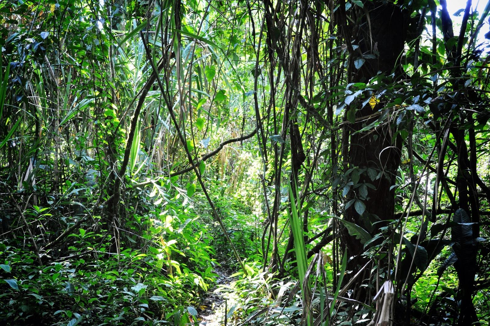 Vegetation d'Agua Azul