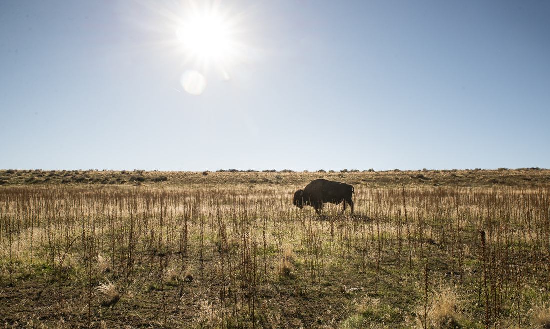 Bison d'Antelope Island 