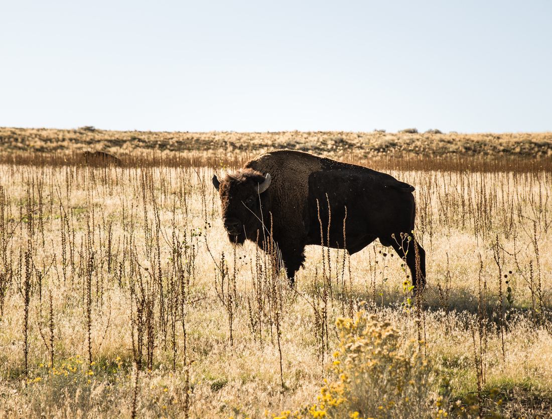 Un des nombreux bisons