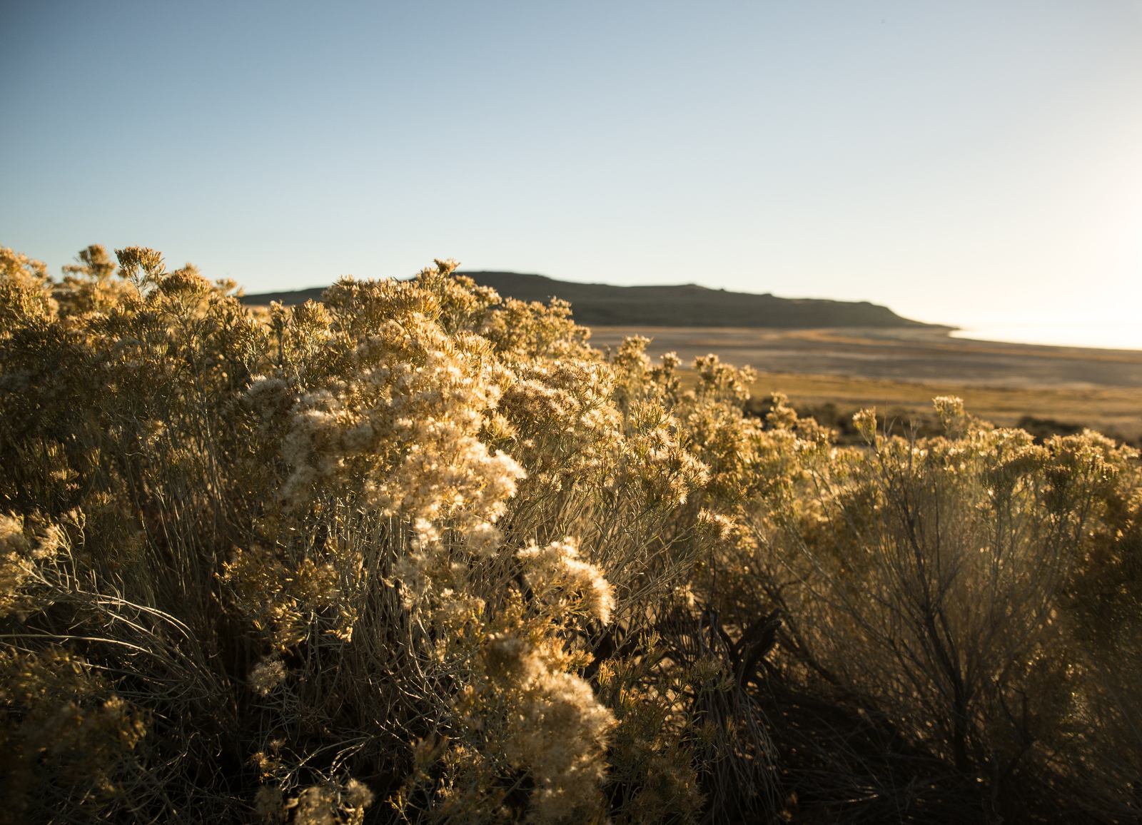 Végétation du parc 