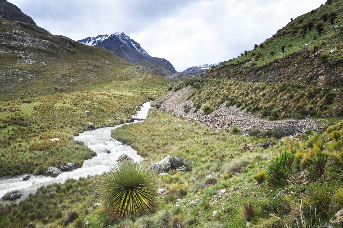 Puya Raimondii et rivière dans la cordillère blanche
