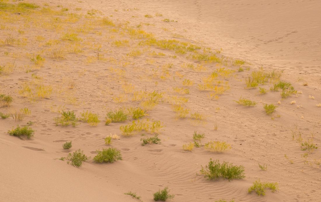 Végétation du désert