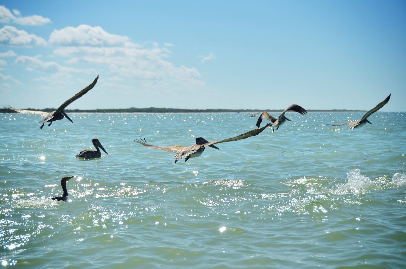 Ptérodactyles, Réserve de Célestun