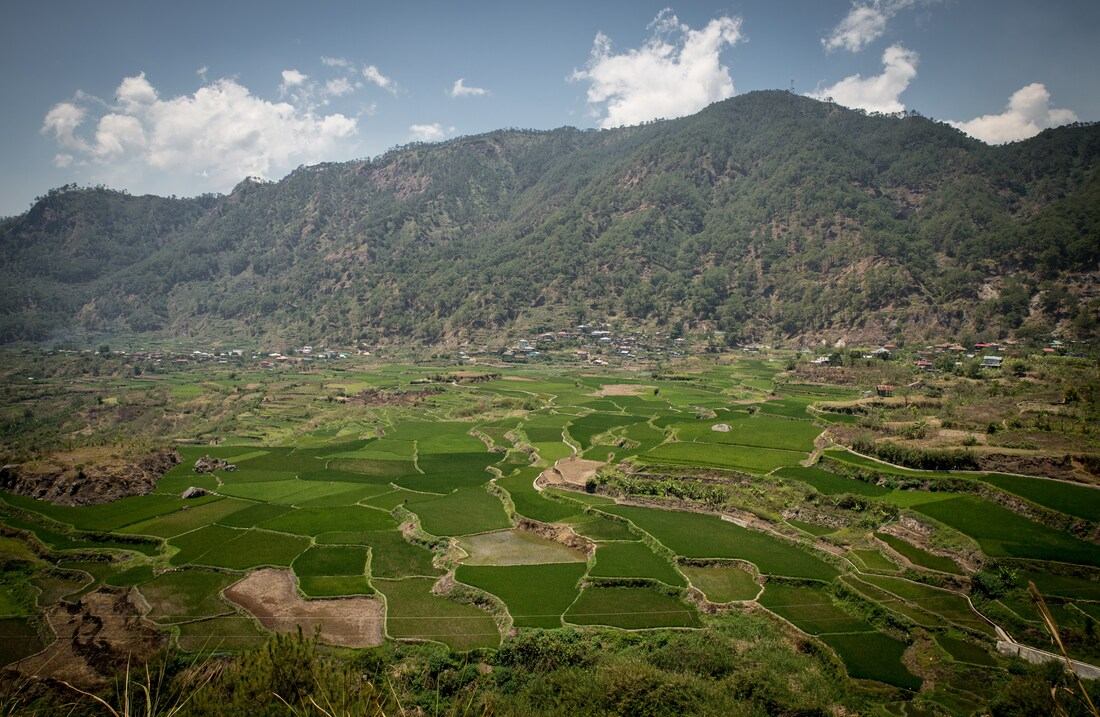 Des rizières par dizaines