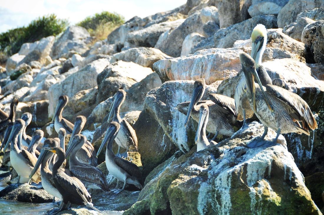 Pélicans dals la réserve de Célestun