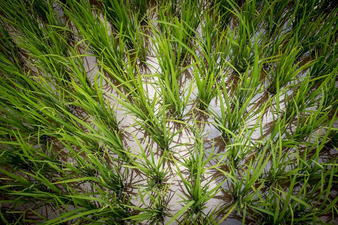 Les rizières de Sagada