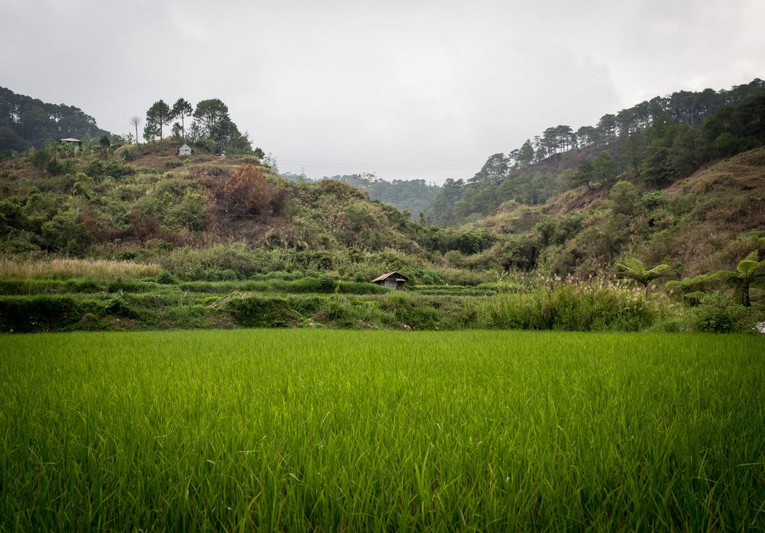 Au milieu des rizières