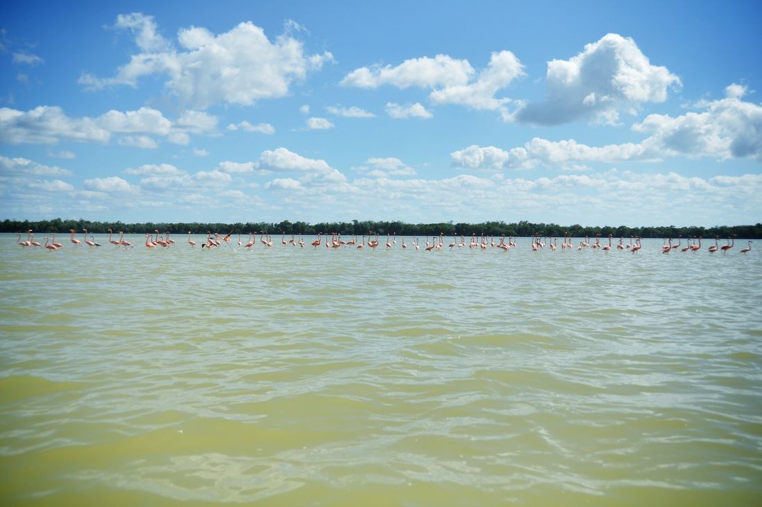 Flamants roses, Réserve de Celestun