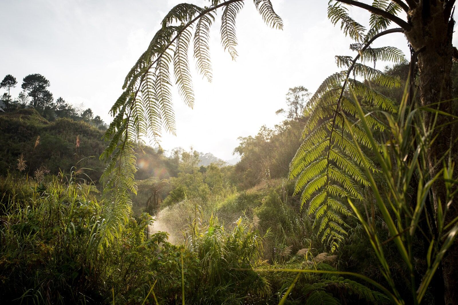 Végétation tropicale