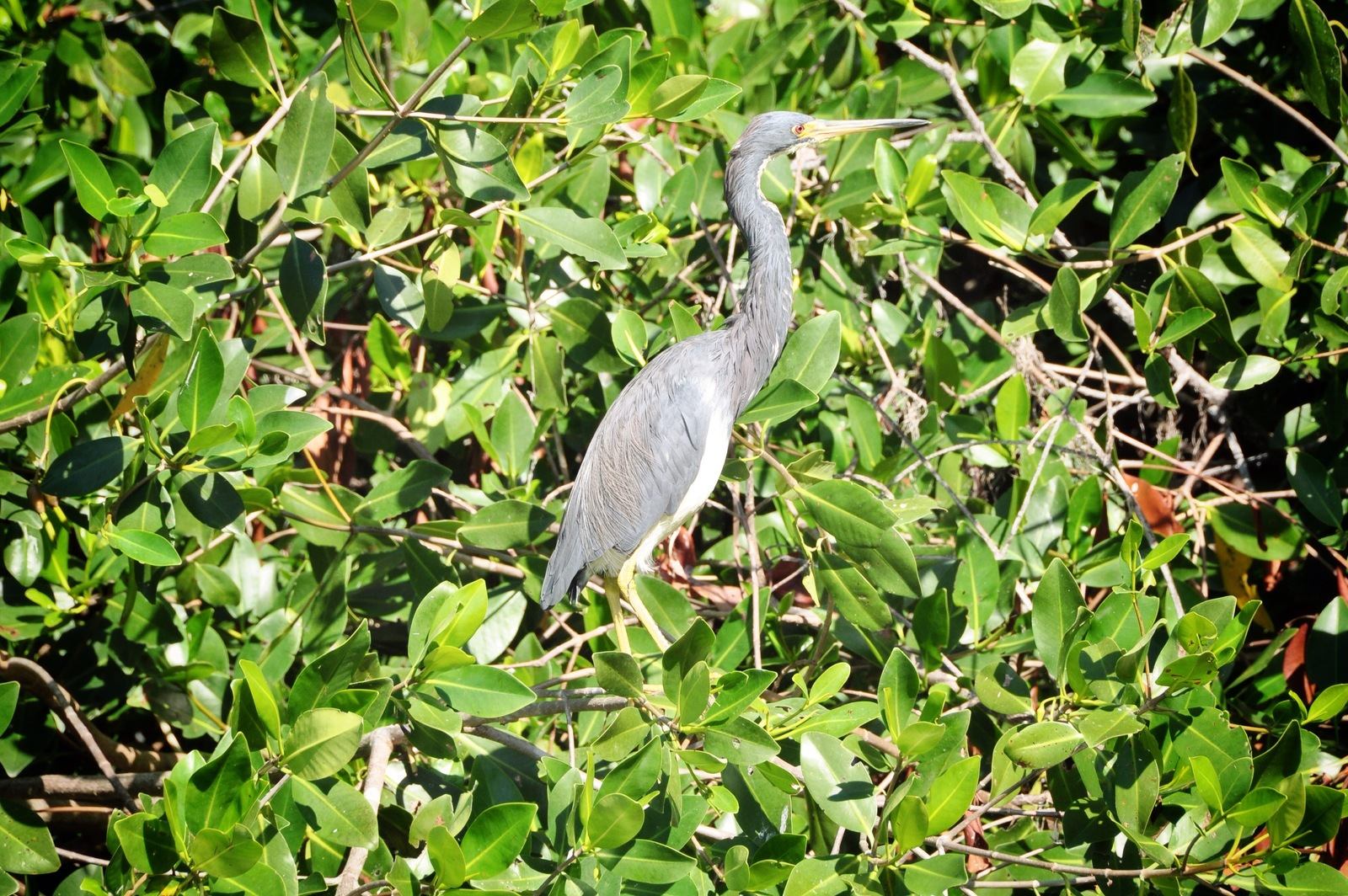 Héron bleu, réserve de Celestun