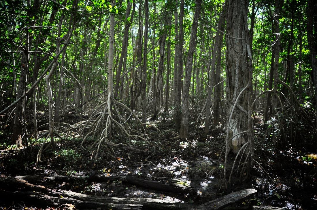 Mangrove de la réserve de Celestun