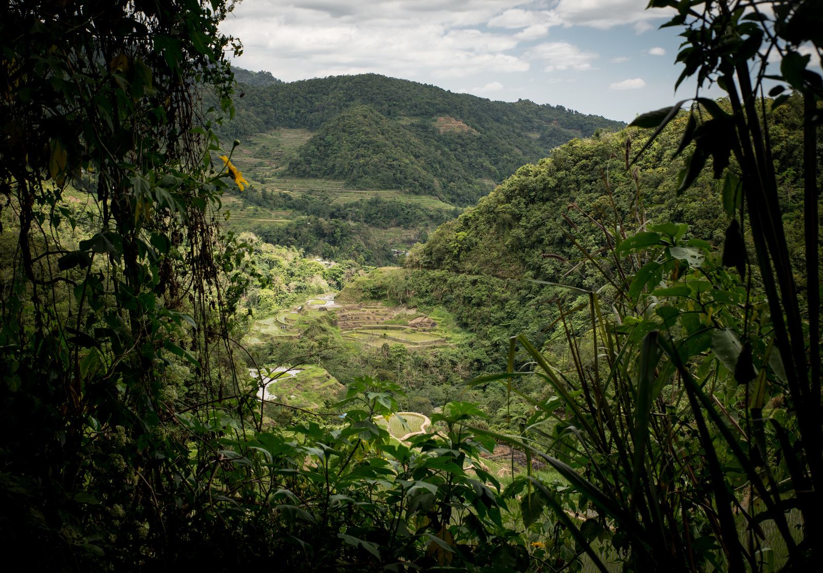En bas les rizières