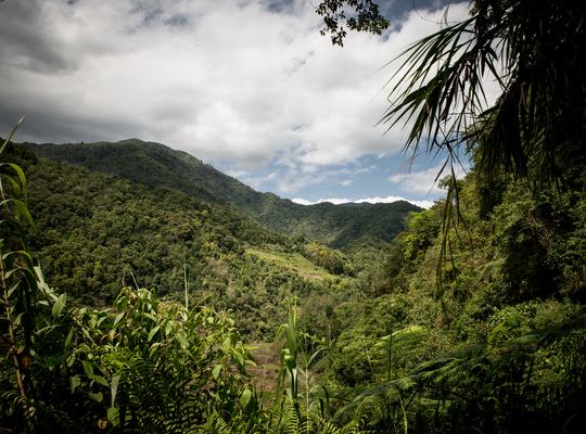 En balade dans les rizières de Banaue