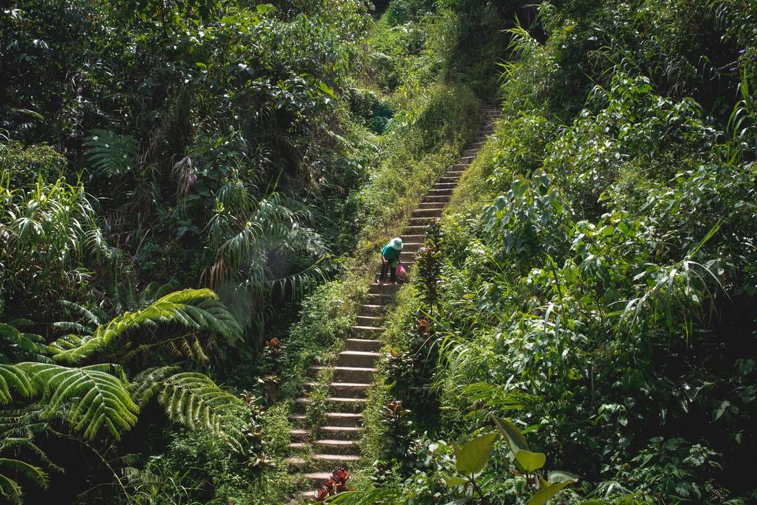 Grand mère dans les rizières 