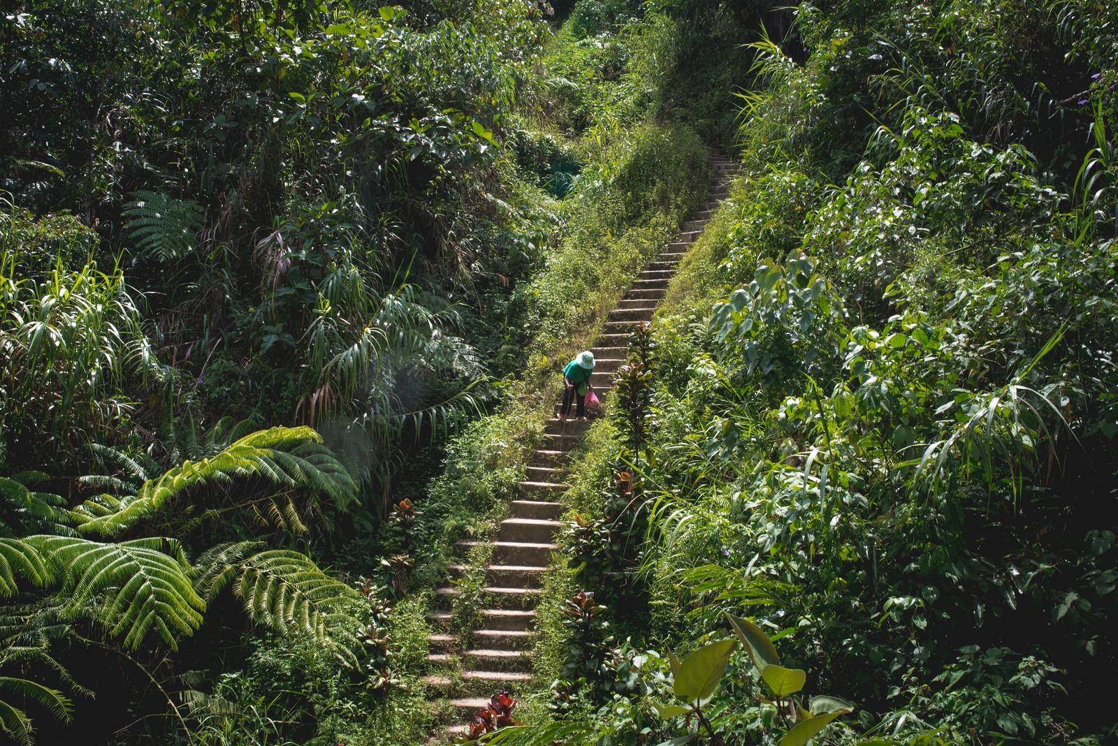 Grand mère dans les rizières 