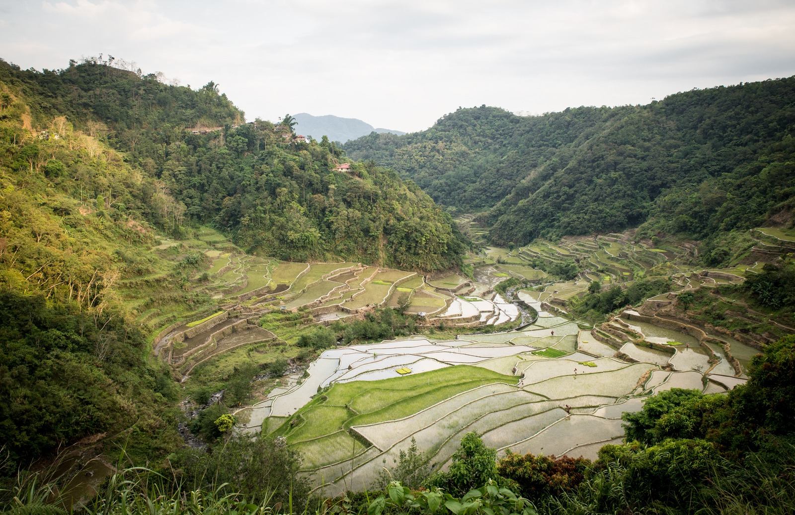 Rizières en terrasse Rizières en terrasse