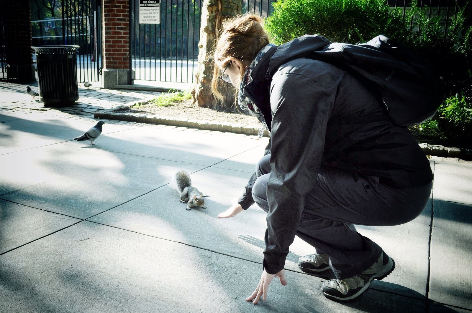 Ecureuil à New York