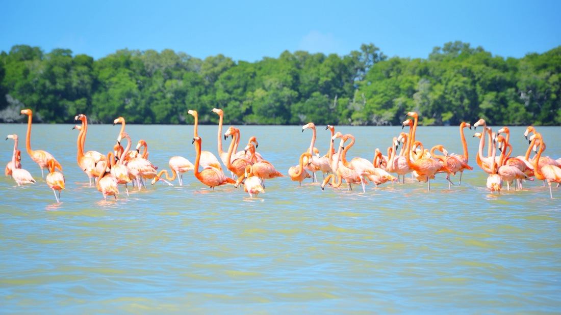 Flamants roses, Celestun, Mérida