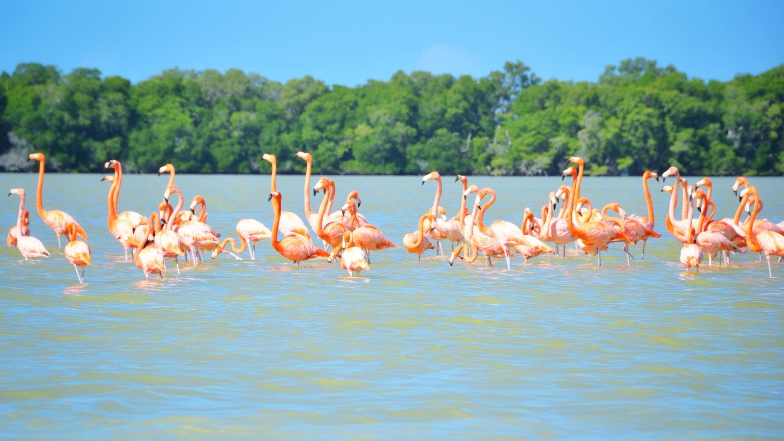 Flamants roses, Celestun, Mérida