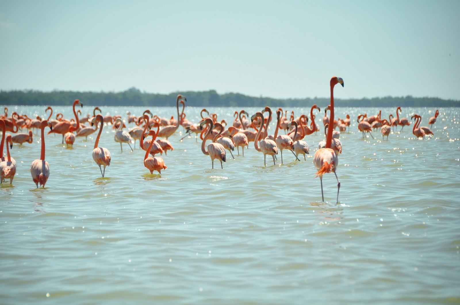 Celestun, flamants roses