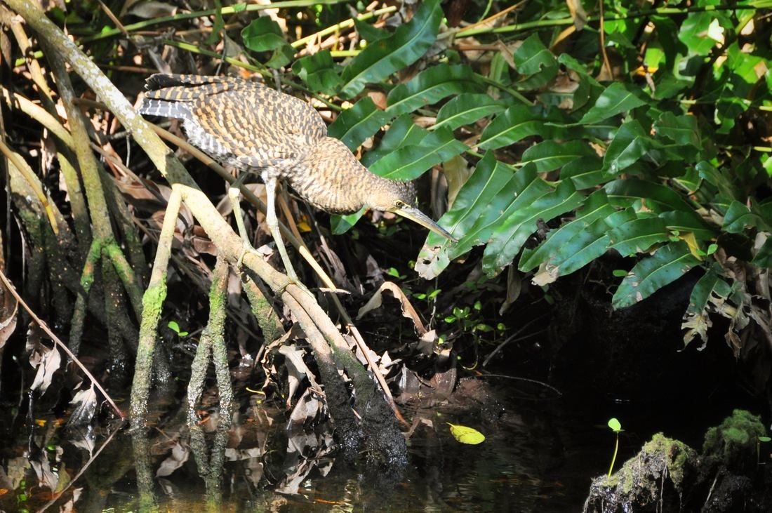 Oiseau dans la réserve de Celestun, Merida
