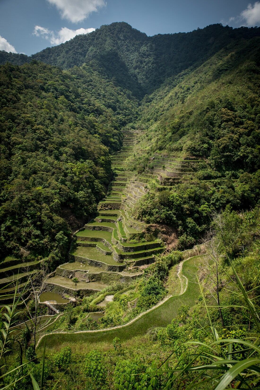 Les rizières en terrasse