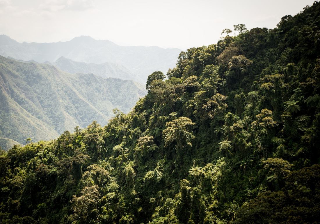 Végétation le long de la route 