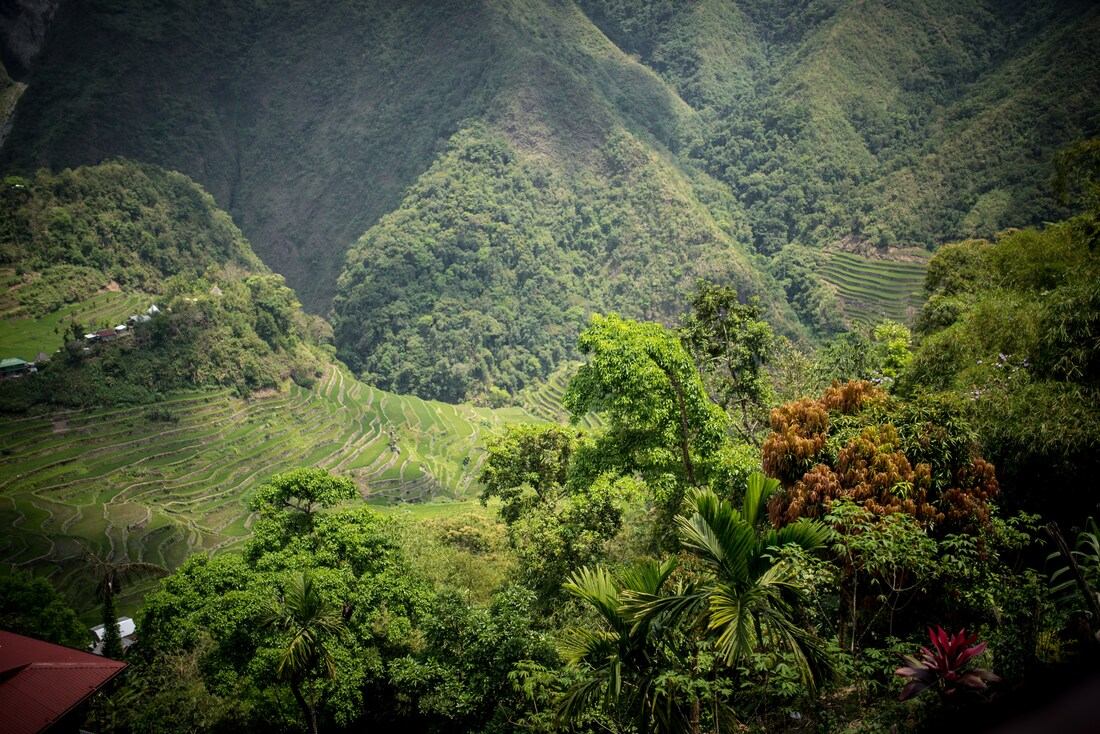 Végétation luxuriante