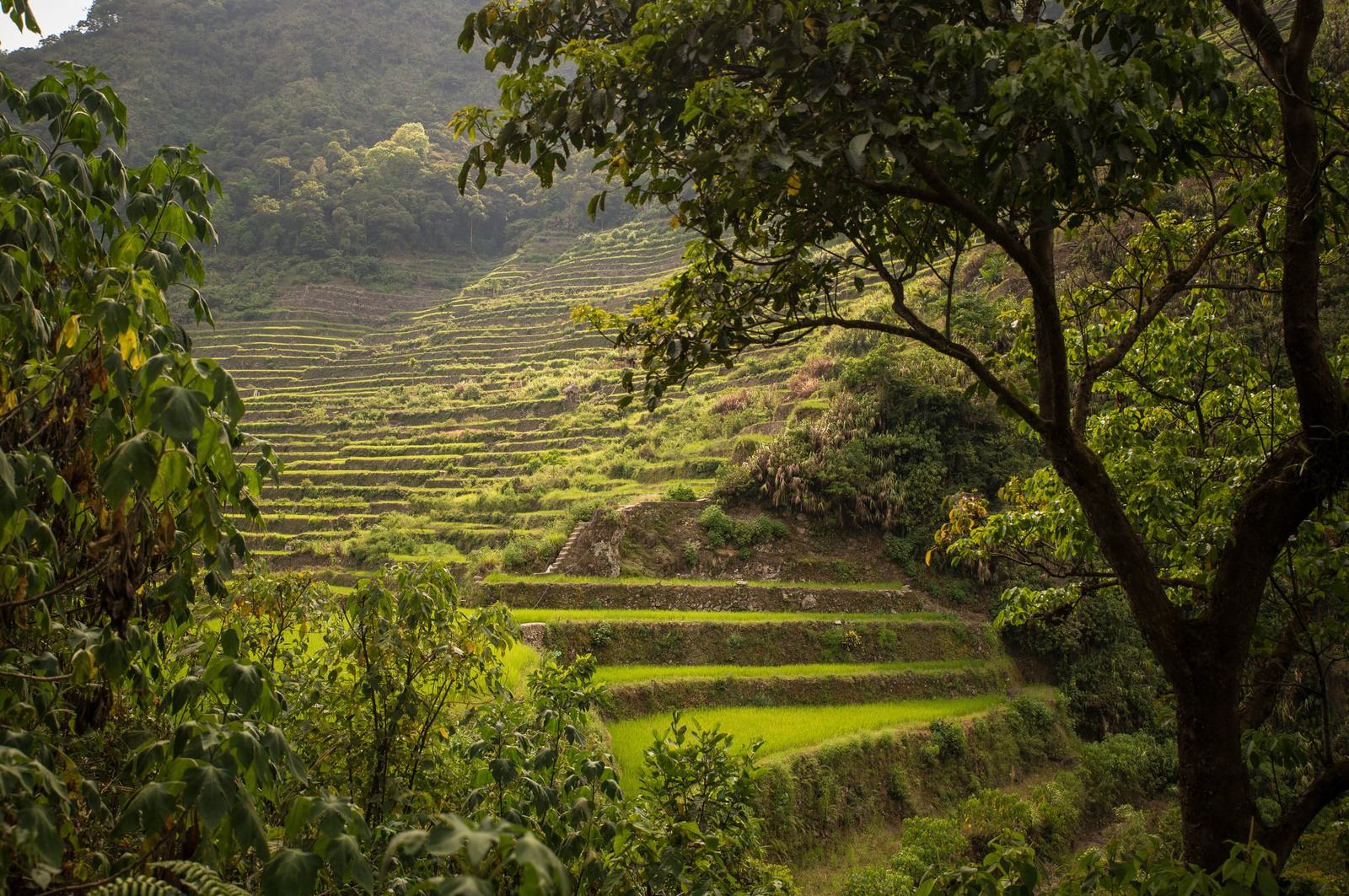 Au pied des rizières 
