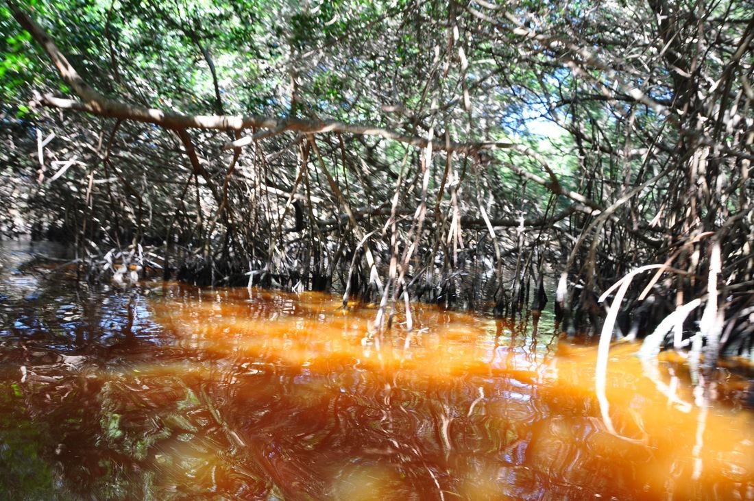 Mangrove de Celestun, Merida