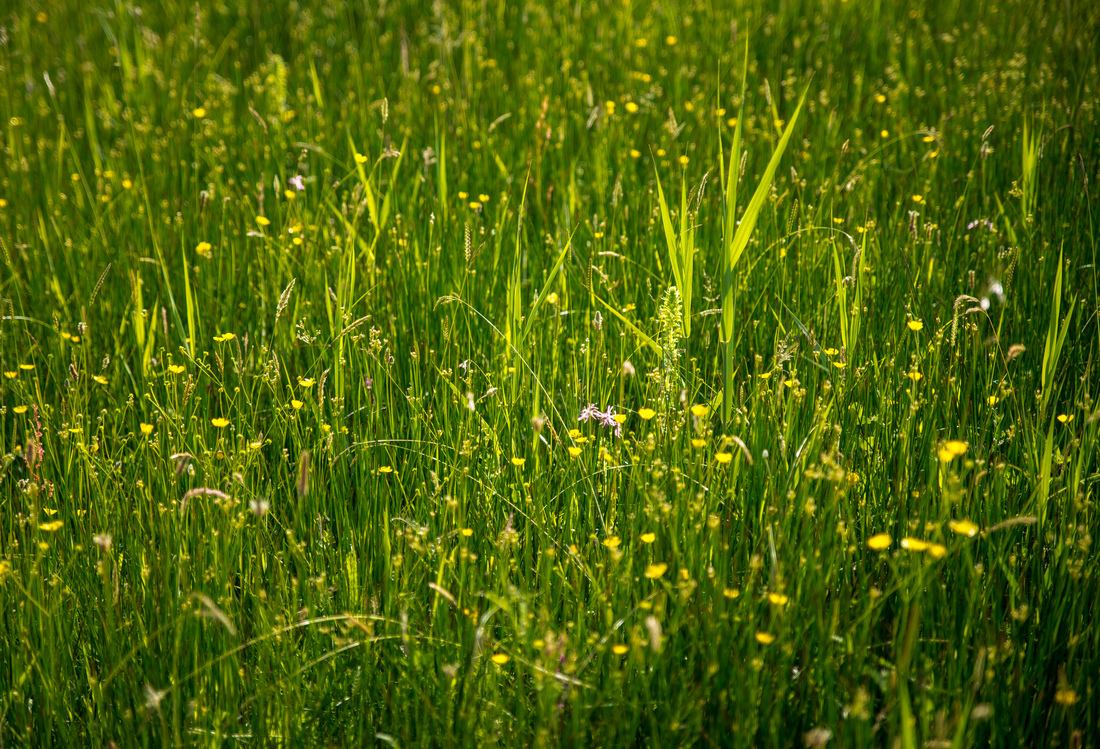 Champs d'orchidées sauvages