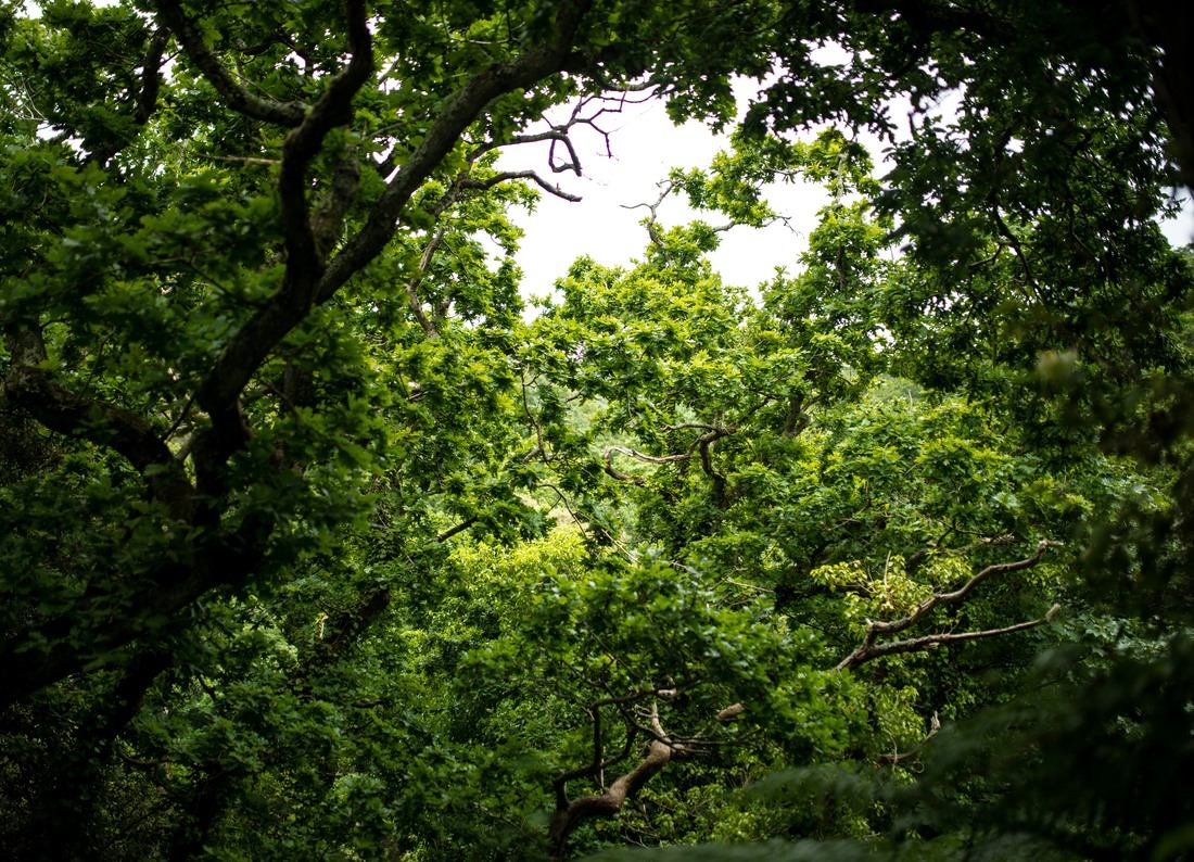 Forêt dense du nord de Jersey
