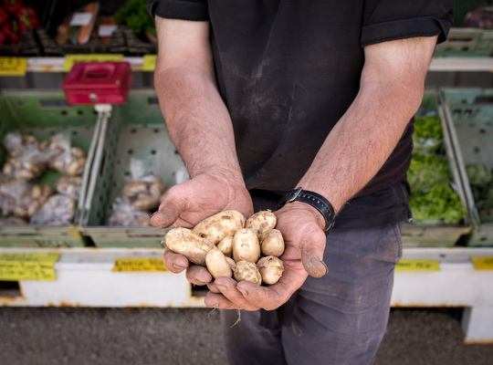 Les célèbres Royal Jersey 