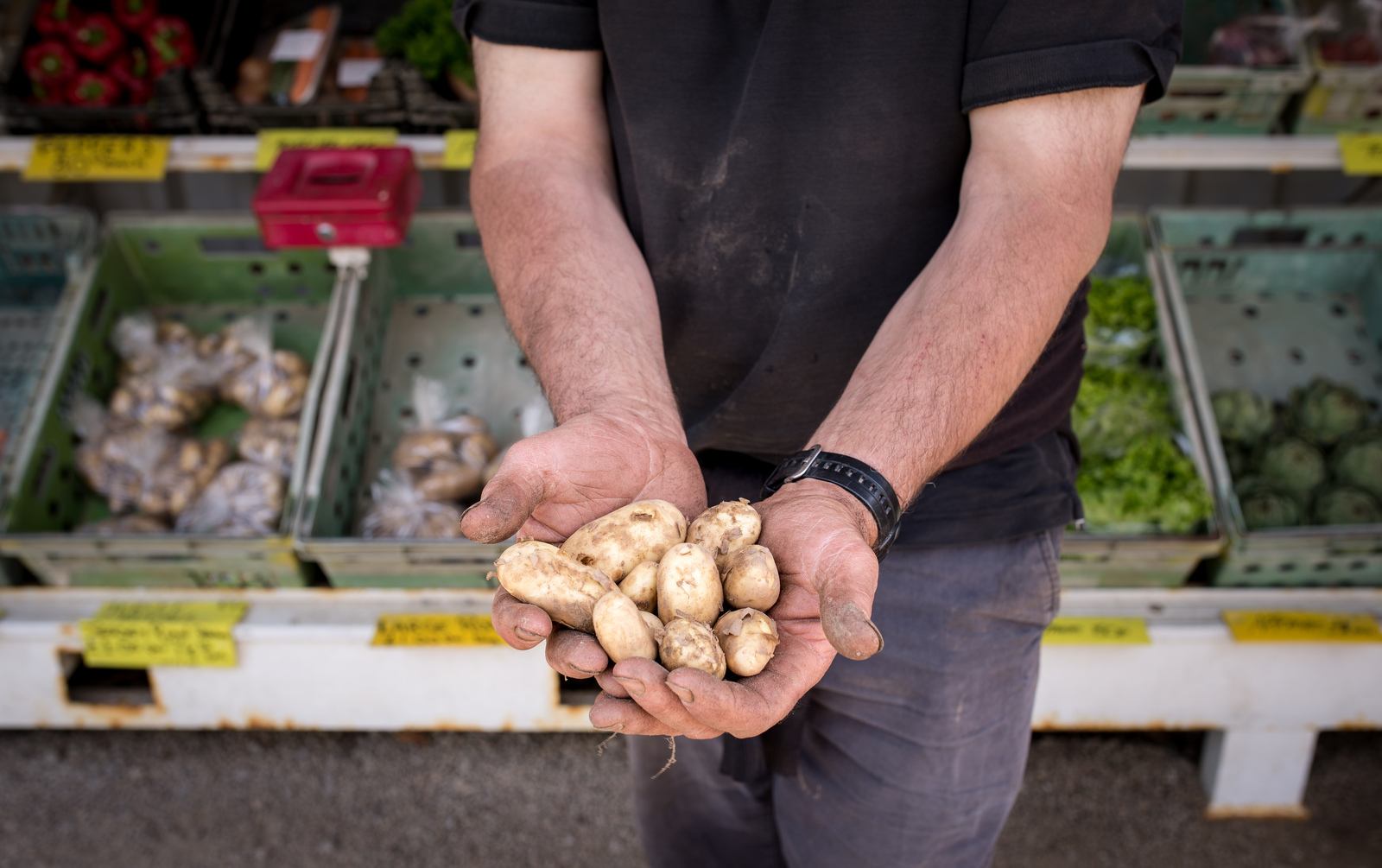 Les célèbres Royal Jersey Les célèbres Royal Jersey