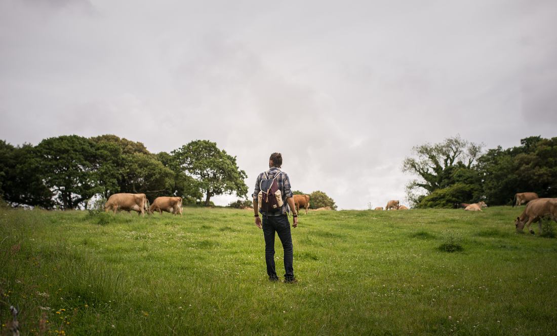Dans un champs avec les vaches de Jersey 