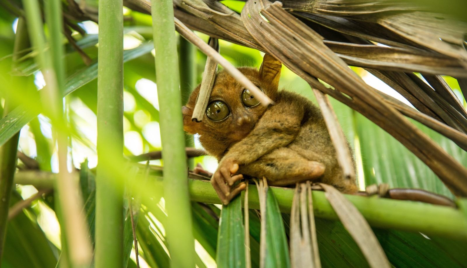 Hello petit tarsier Hello petit tarsier