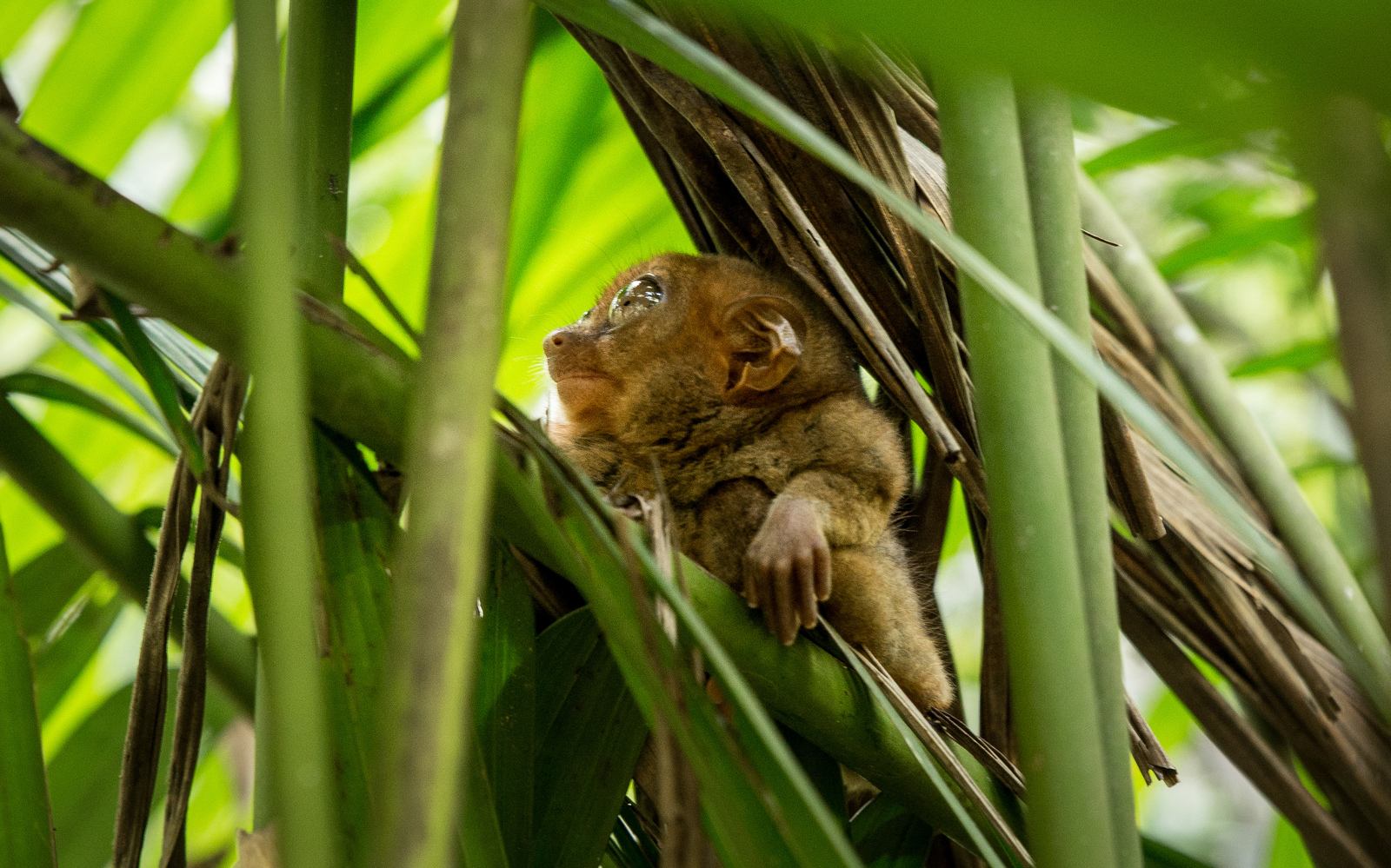 Tarsier à Bohol