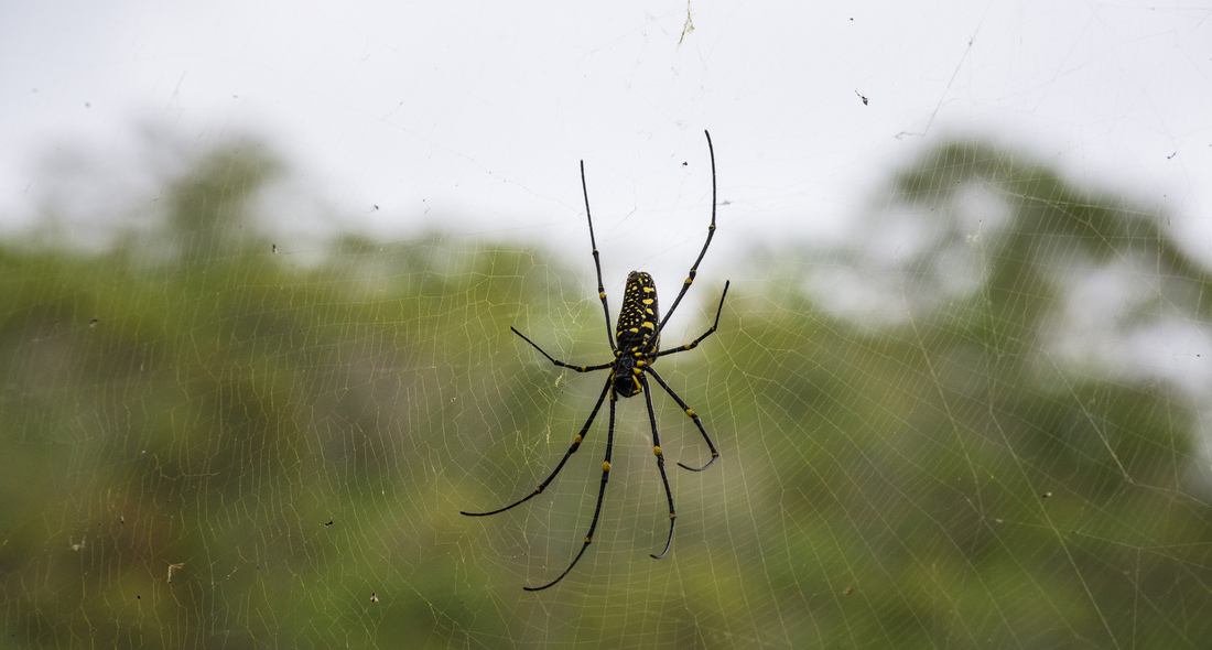 Araignée, Philippines