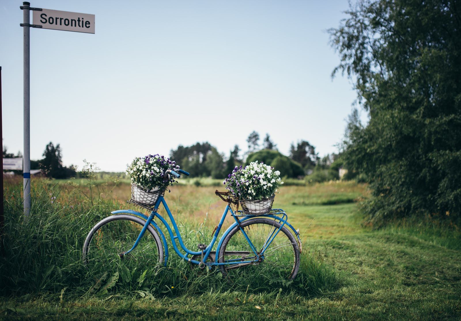 Vélo fleuri sur l'île d'Hailuoto