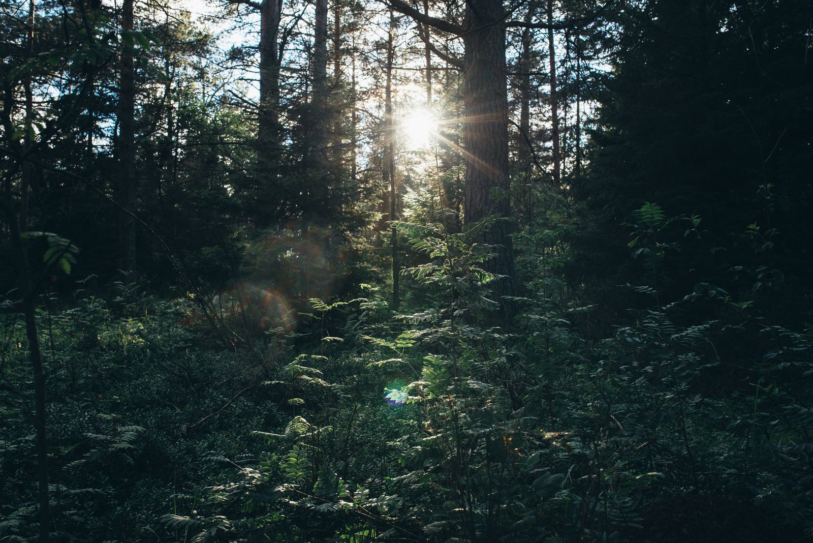 Le soleil joue dans la foret