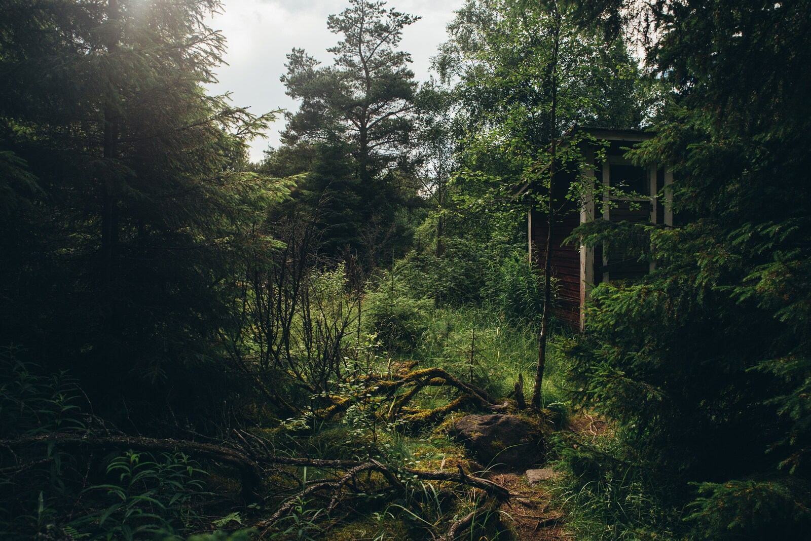 La foret de Iso-Kraaseli La foret de Iso-Kraaseli