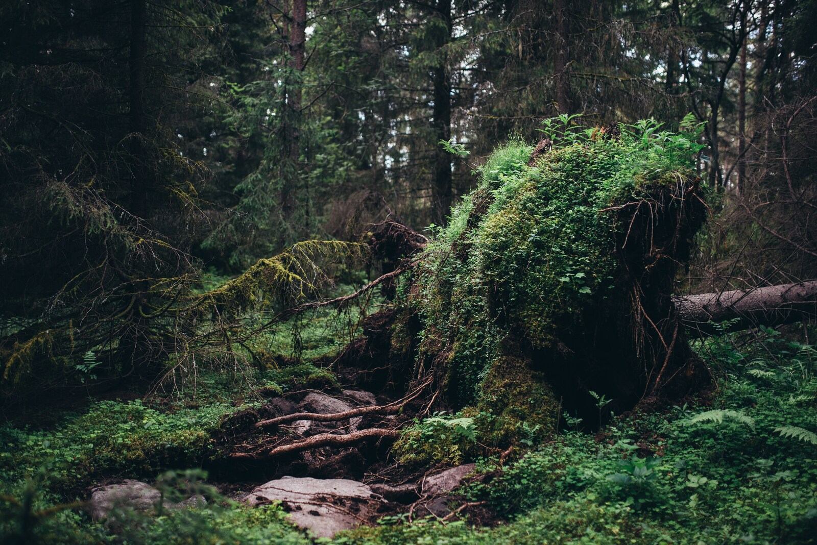 Végétation sur Iso-Kraaseli 